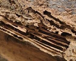 O que atrai cupim para dentro de casa em Botucatu